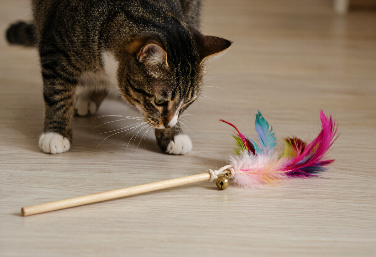 Feather Teaser Wand, Natural Play – GD-Meow